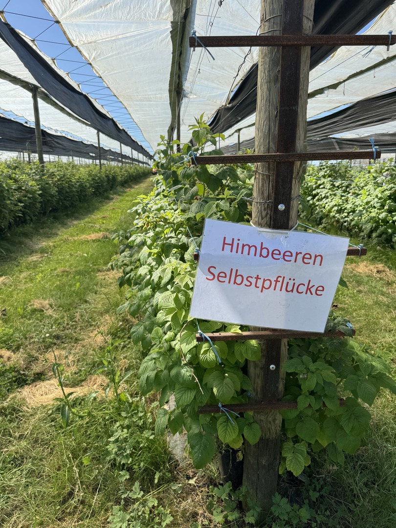 Himbeeren, Erdbeeren & Kirschen selbst pflücken in Nürtingen - Galeriebild 3