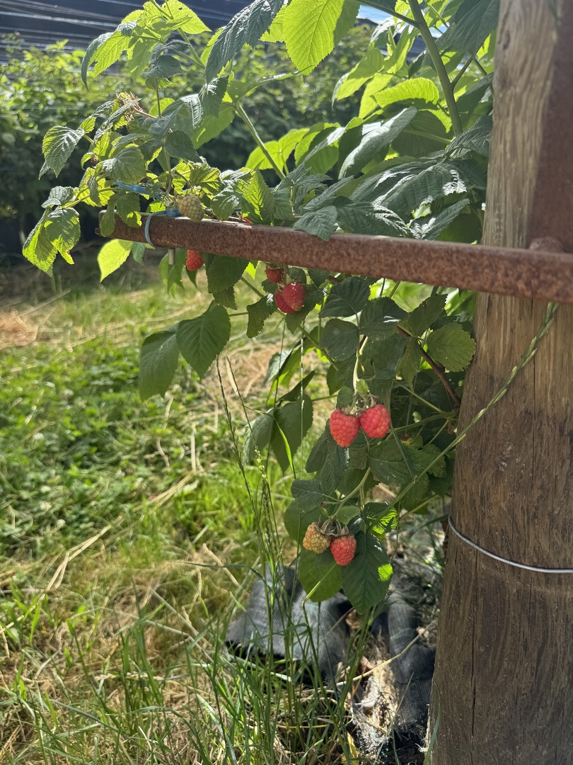 Himbeeren, Erdbeeren & Kirschen selbst pflücken in Nürtingen - Galeriebild 8