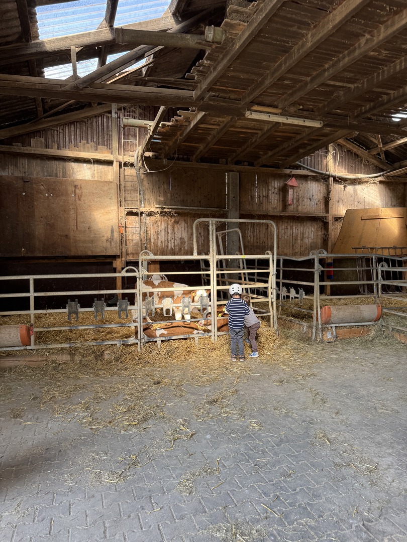 Bauernhof Butz in Altdorf – Eis, Kühe & Hofladen rund um die Uhr - Galeriebild 2