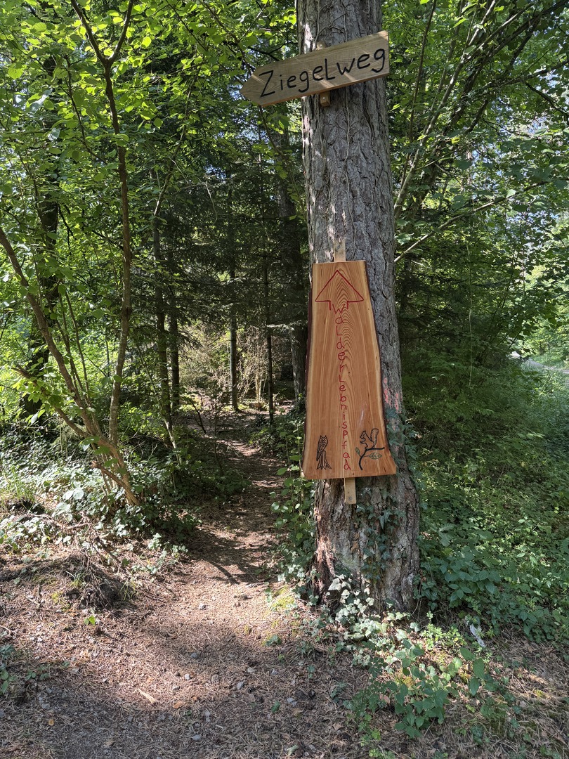 Walderlebnisweg Schadenweiler – Familienwanderung mit Kugelbahn, Barfußpfad & Wildschweinen - Galeriebild 1