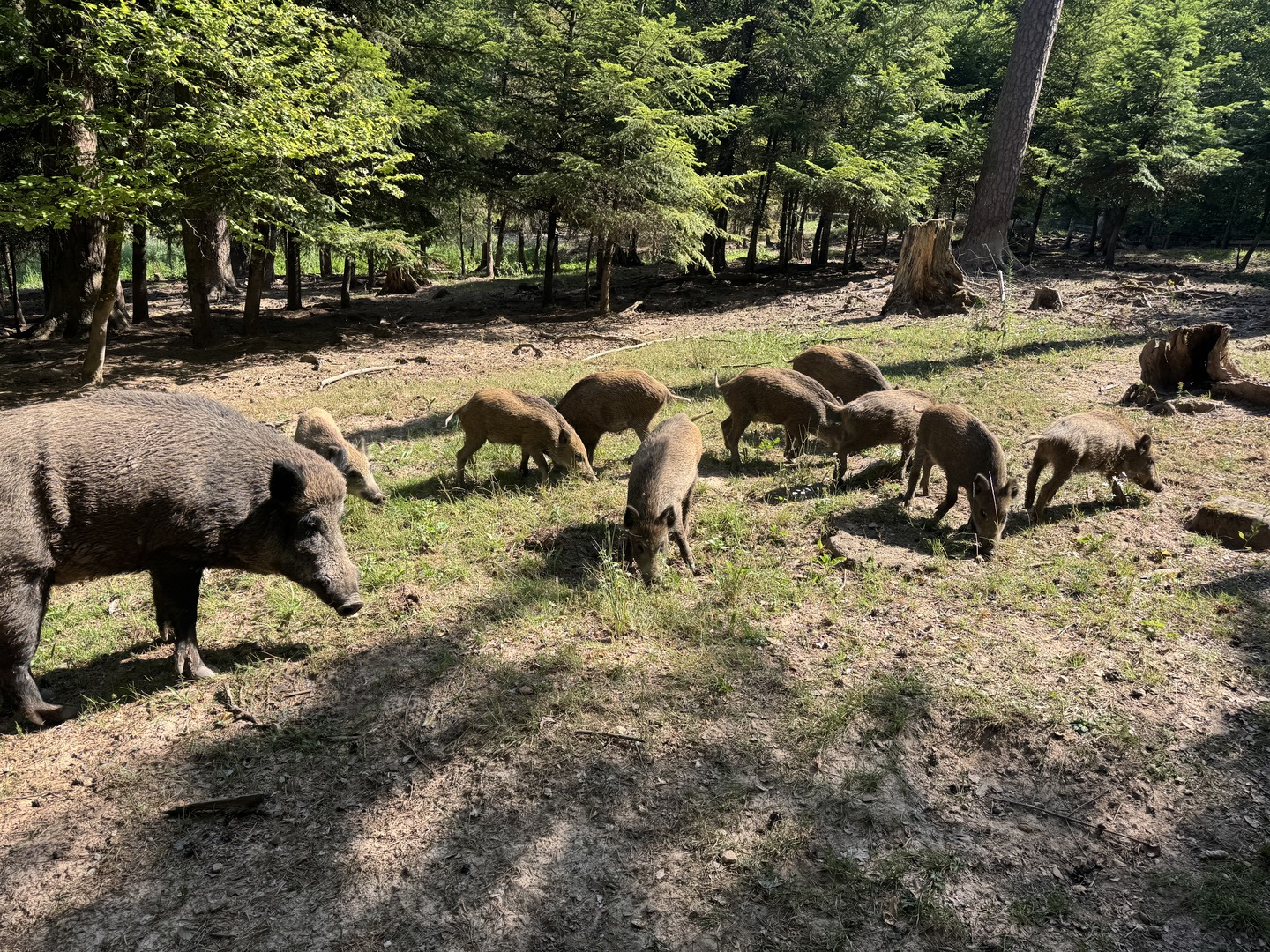 Walderlebnisweg Schadenweiler – Familienwanderung mit Kugelbahn, Barfußpfad & Wildschweinen - Galeriebild 11