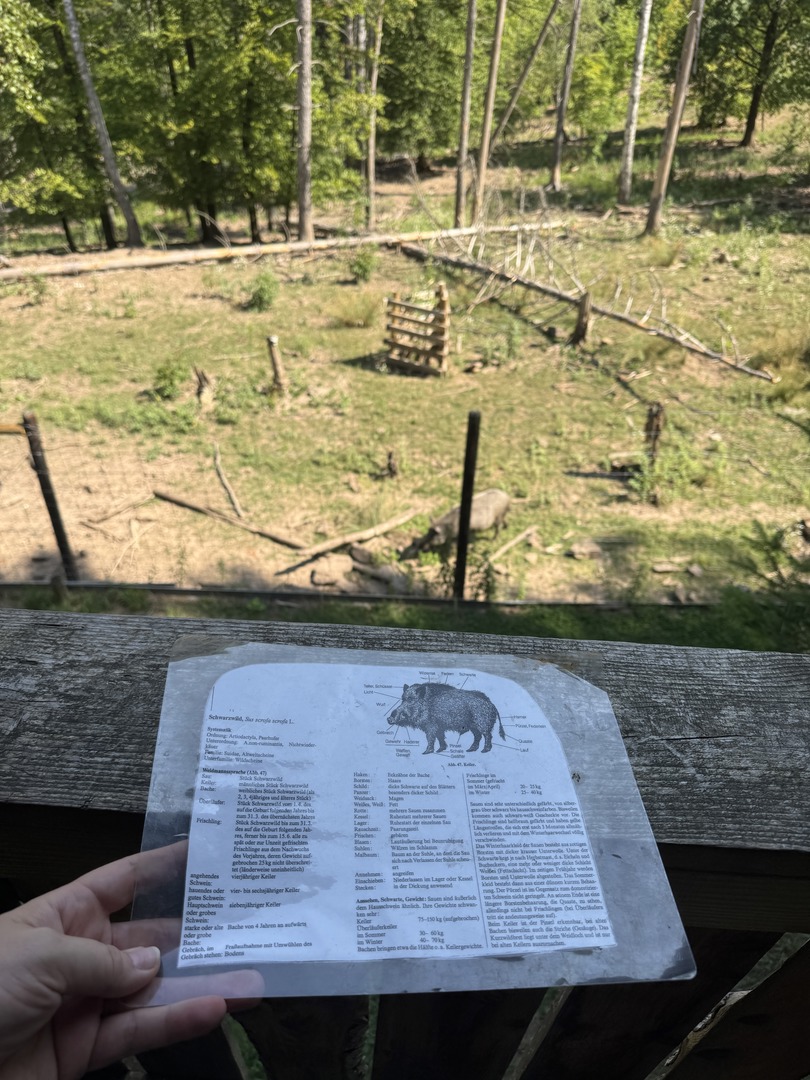 Walderlebnisweg Schadenweiler – Familienwanderung mit Kugelbahn, Barfußpfad & Wildschweinen - Galeriebild 13