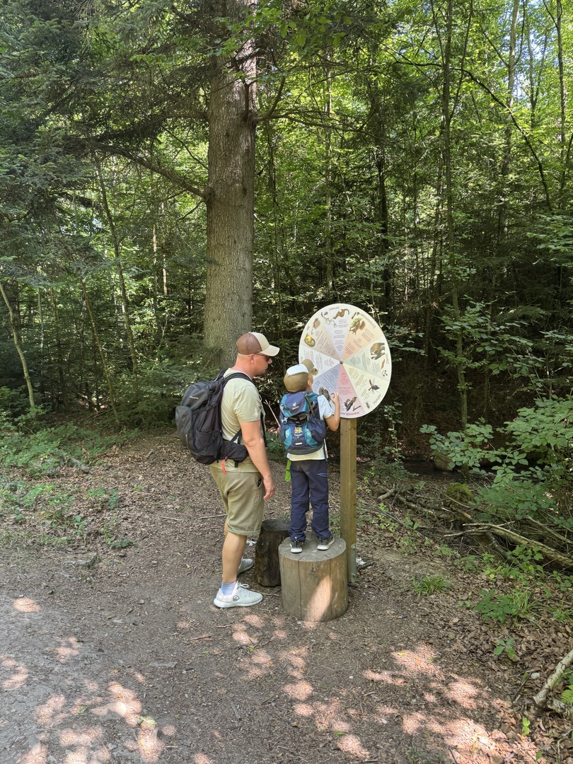 Walderlebnisweg Schadenweiler – Familienwanderung mit Kugelbahn, Barfußpfad & Wildschweinen - Galeriebild 19
