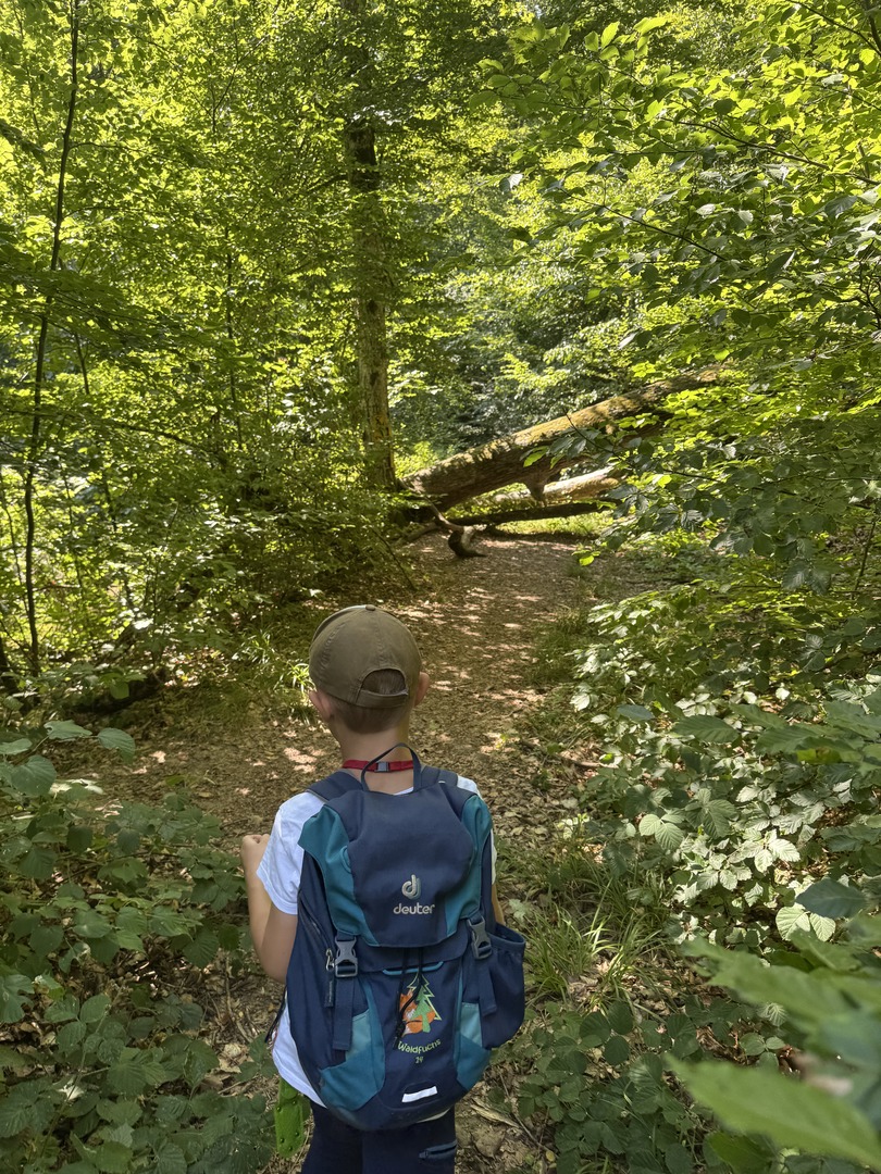 Walderlebnisweg Schadenweiler – Familienwanderung mit Kugelbahn, Barfußpfad & Wildschweinen - Galeriebild 6