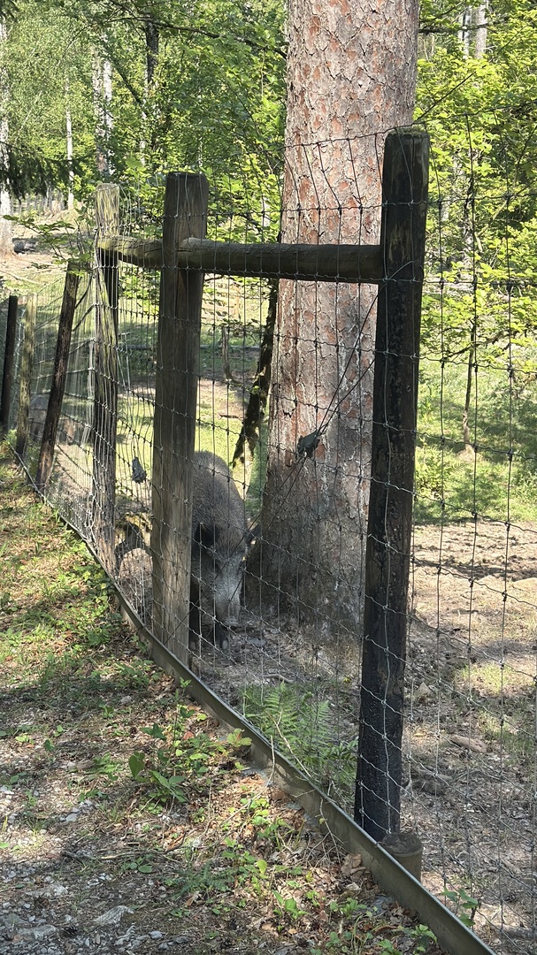 Walderlebnisweg Schadenweiler – Familienwanderung mit Kugelbahn, Barfußpfad & Wildschweinen - Galeriebild 9