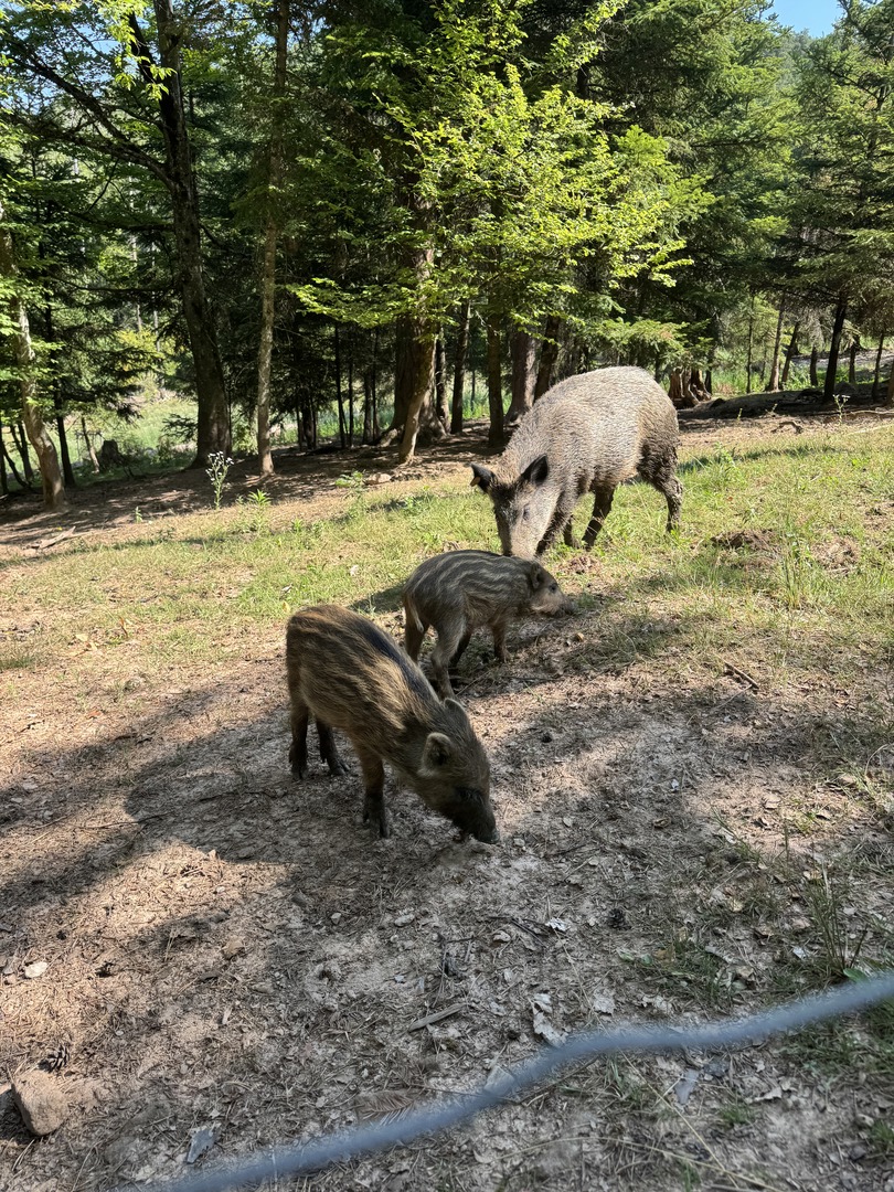 Walderlebnisweg Schadenweiler – Familienwanderung mit Kugelbahn, Barfußpfad & Wildschweinen - Galeriebild 10