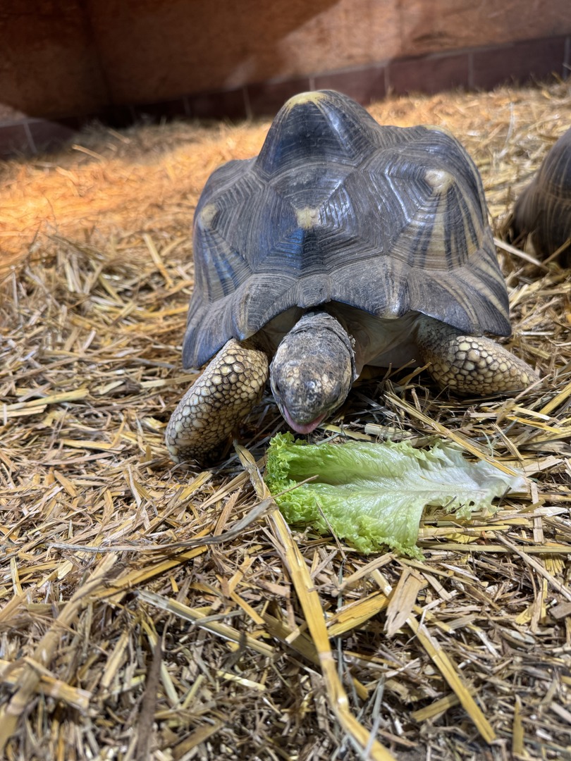 Schildkröten- und Reptilienzoo - Neu-Ulm - Galeriebild 12