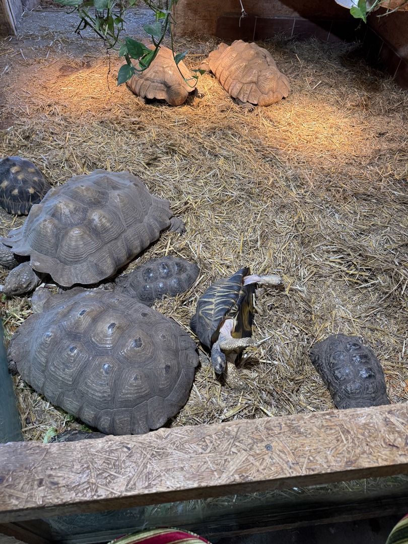 Schildkröten- und Reptilienzoo - Neu-Ulm - Galeriebild 5