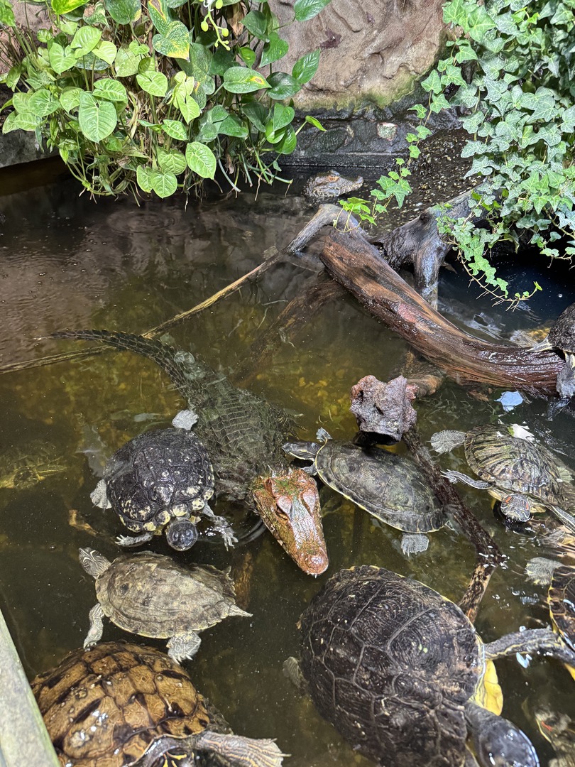 Schildkröten- und Reptilienzoo - Neu-Ulm - Galeriebild 6