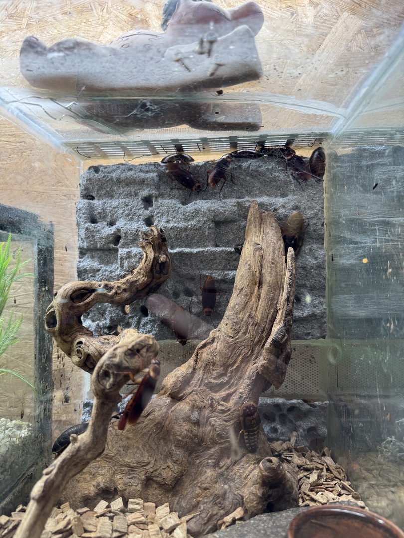 Schildkröten- und Reptilienzoo - Neu-Ulm - Galeriebild 8
