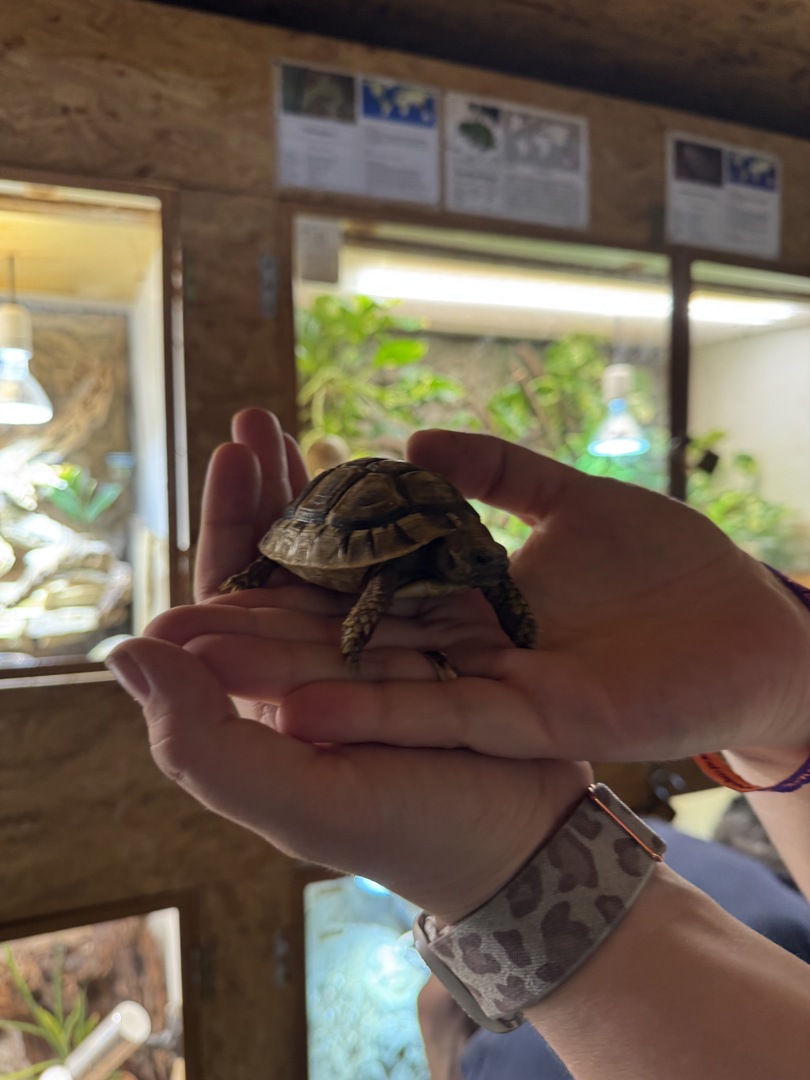 Schildkröten- und Reptilienzoo - Neu-Ulm - Hauptbild
