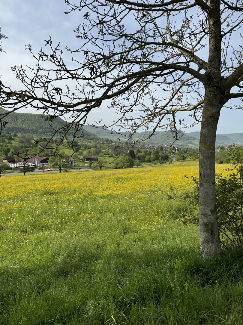 Walderlebnisweg Rangenbergle - Eningen u. Achalm - Galeriebild 1