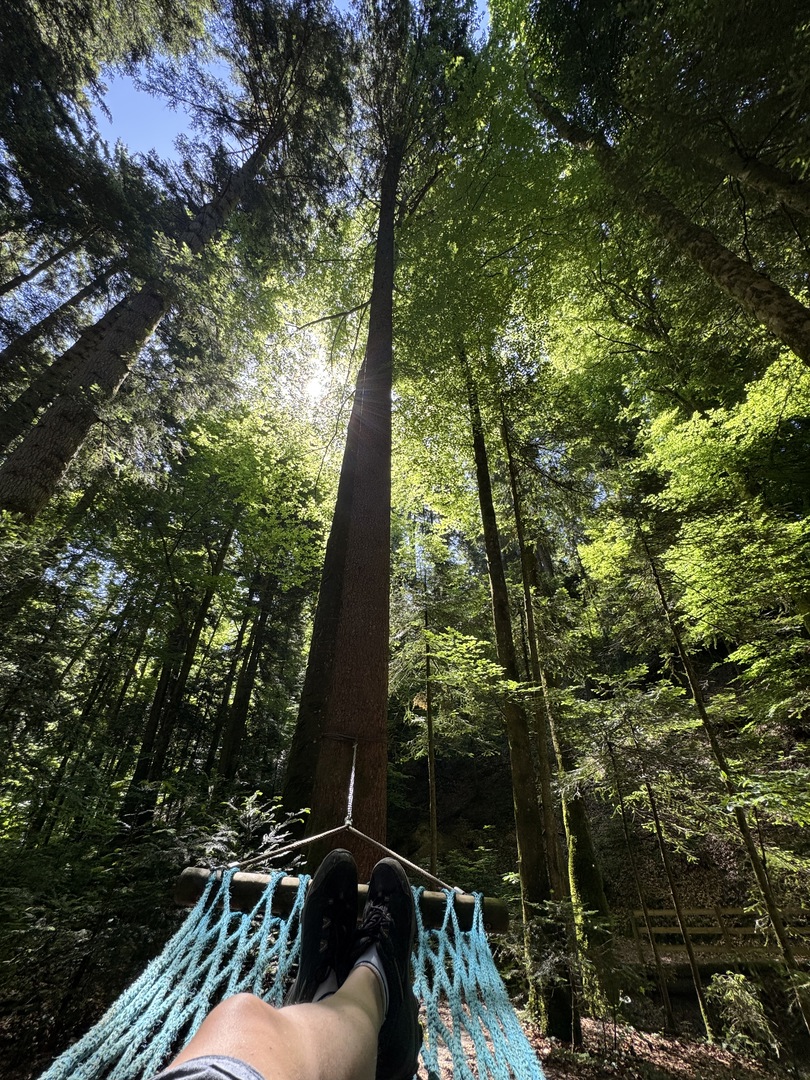 Walderlebnispfad Möggers - Galeriebild 5