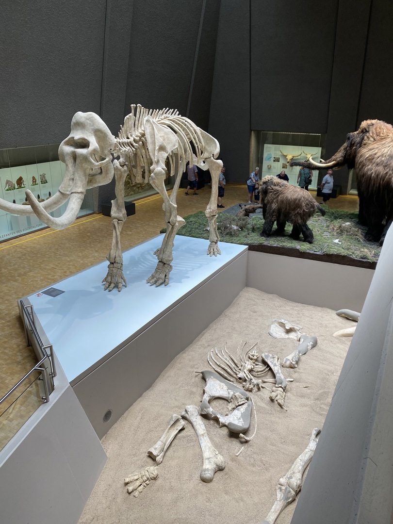 Naturkundemuseum Stuttgart - Galeriebild 16