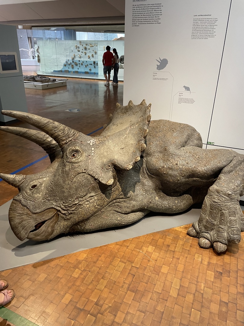 Naturkundemuseum Stuttgart - Galeriebild 17