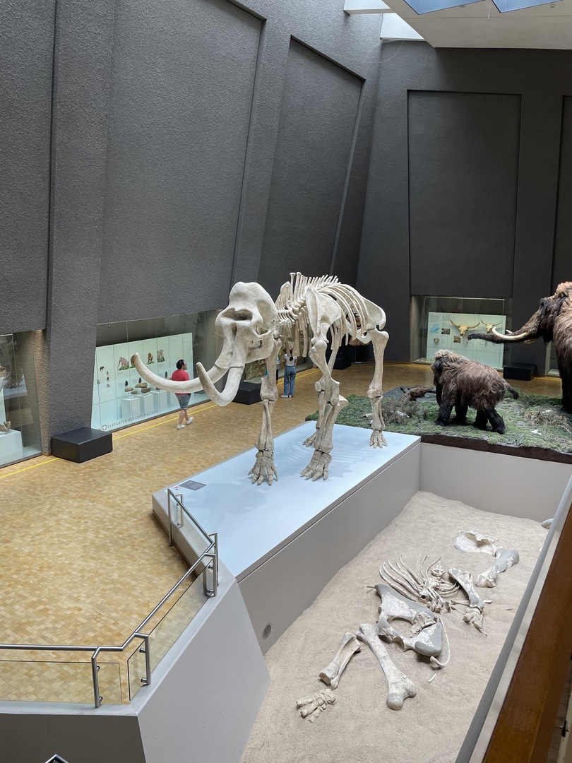 Naturkundemuseum Stuttgart - Galeriebild 5