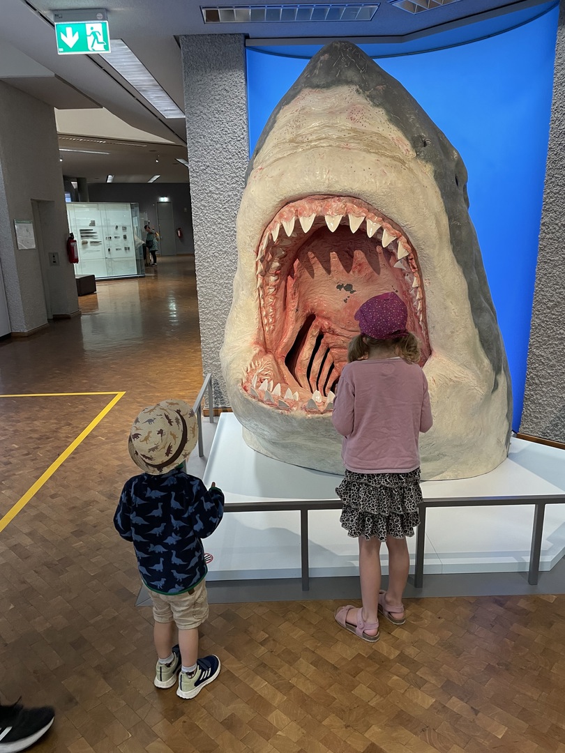 Naturkundemuseum Stuttgart - Galeriebild 7