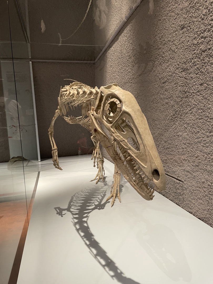 Naturkundemuseum Stuttgart - Galeriebild 8