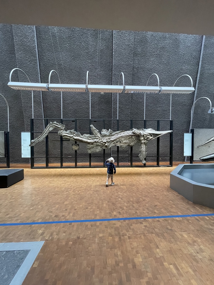 Naturkundemuseum Stuttgart - Hauptbild