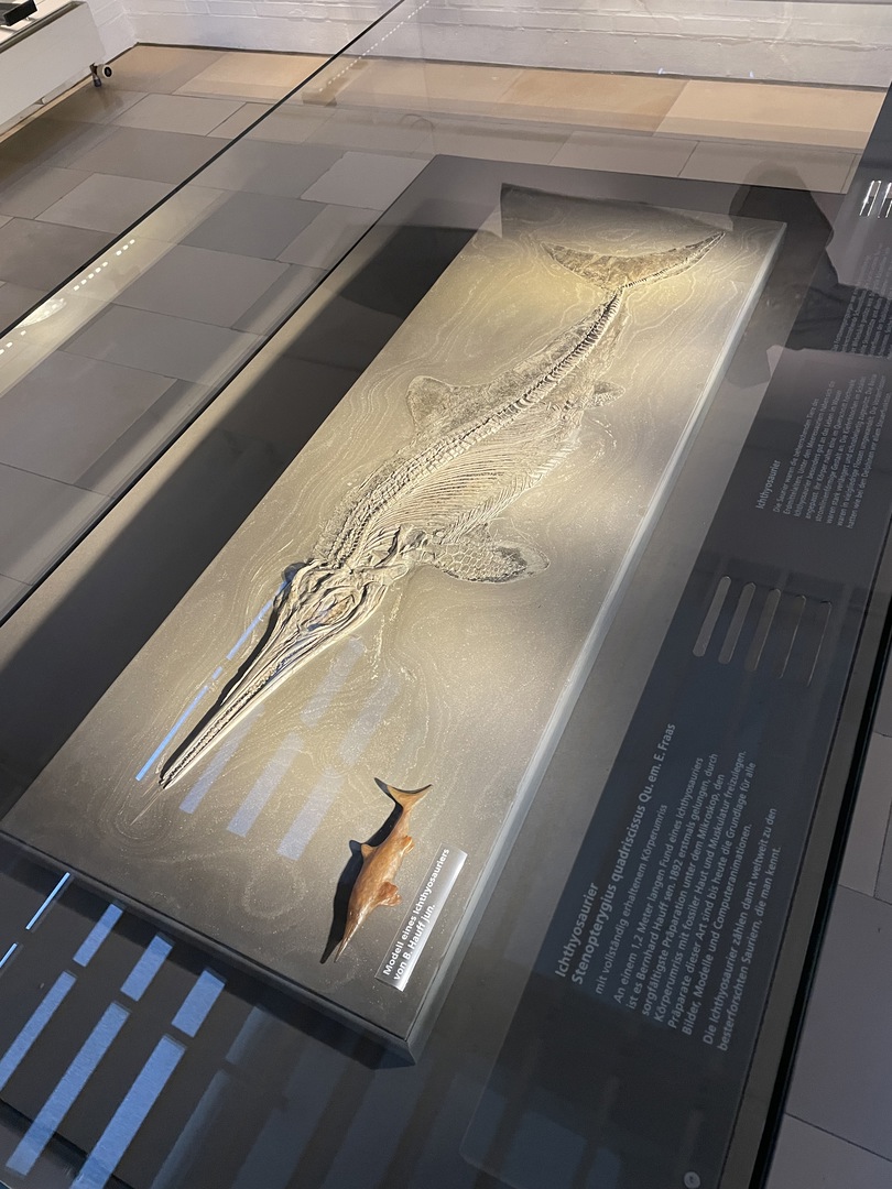Urweltmuseum Hauff Holzmaden - Galeriebild 12