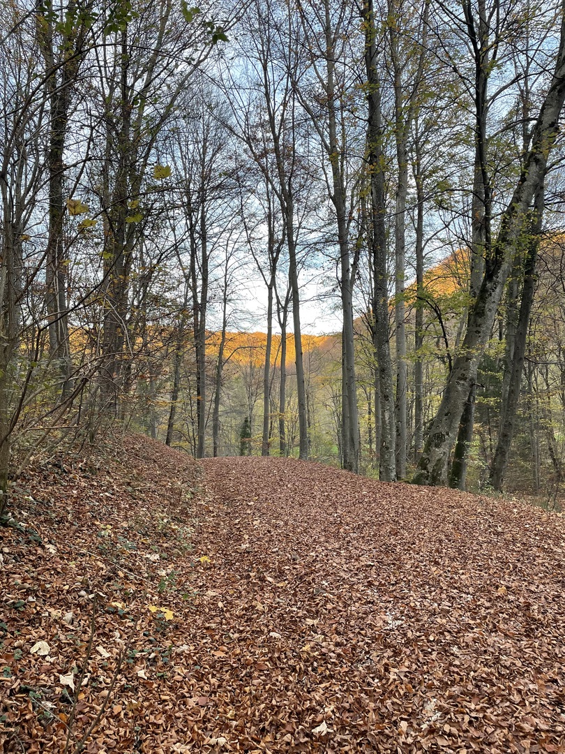 Gönninger Wasserfälle - Galeriebild 1