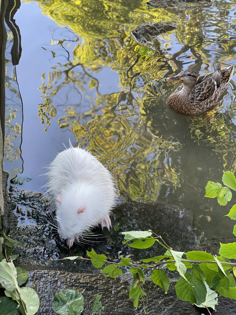 Tierpark Nymphaea - Galeriebild 28