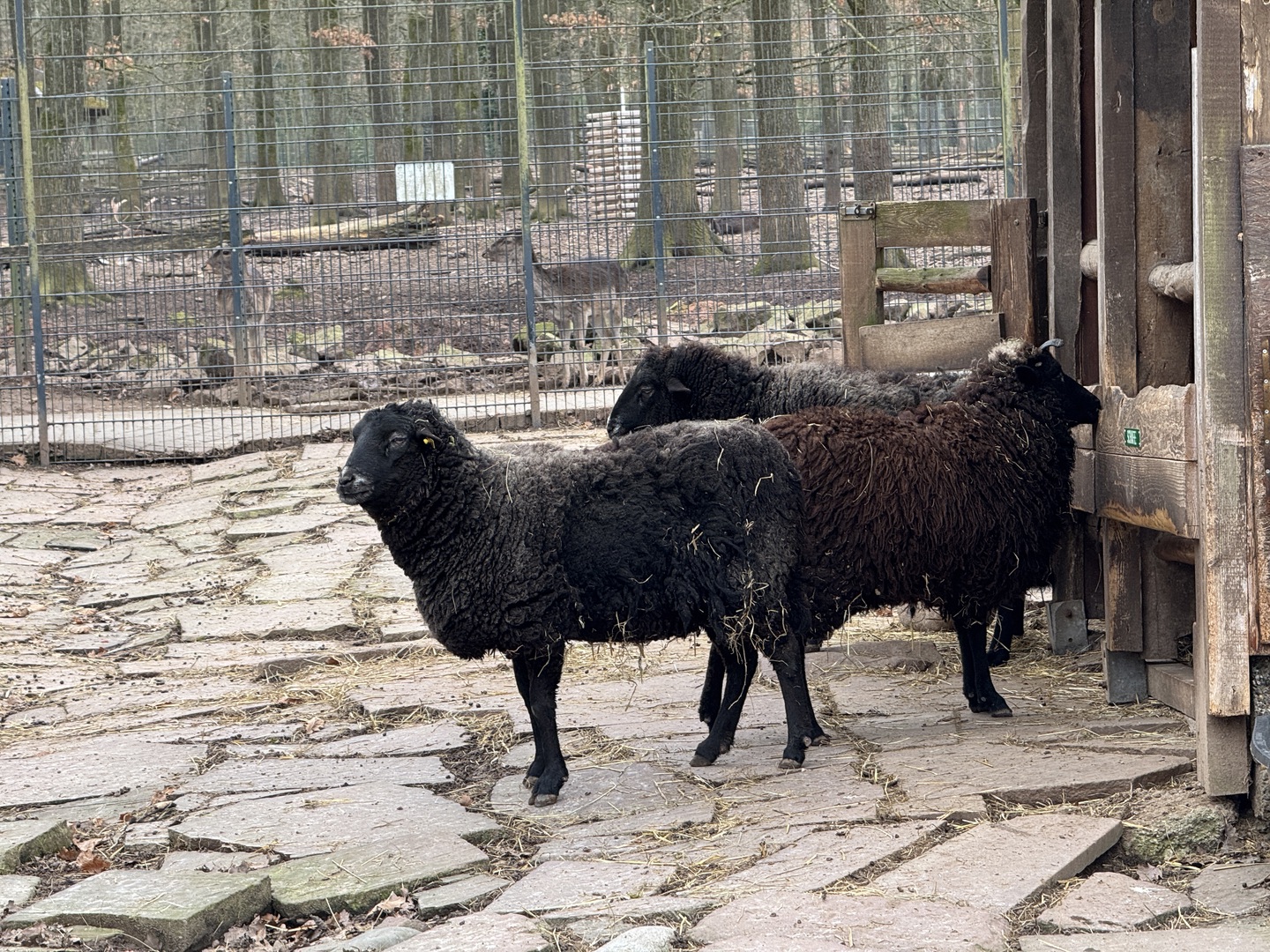 Wildpark Pforzheim - Galeriebild 2