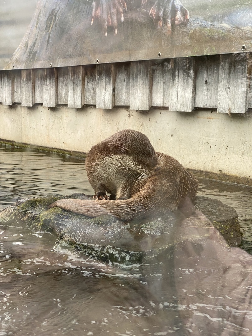 Wildpark Pforzheim - Galeriebild 13