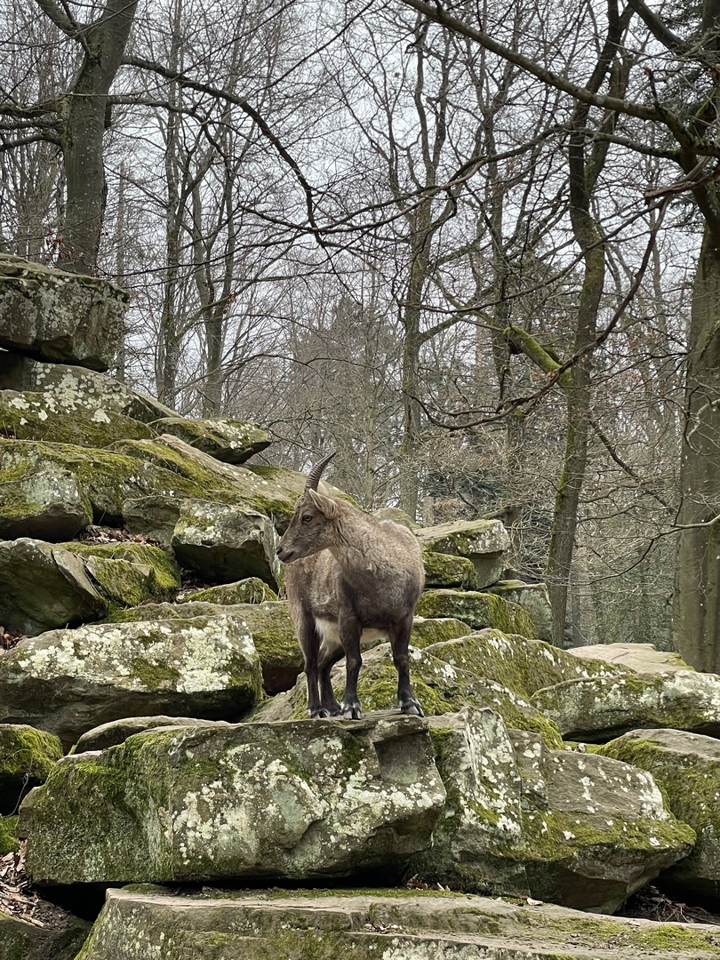 Wildpark Pforzheim - Galeriebild 14