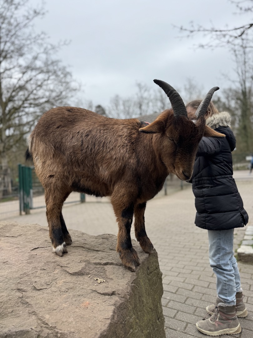 Wildpark Pforzheim - Galeriebild 17