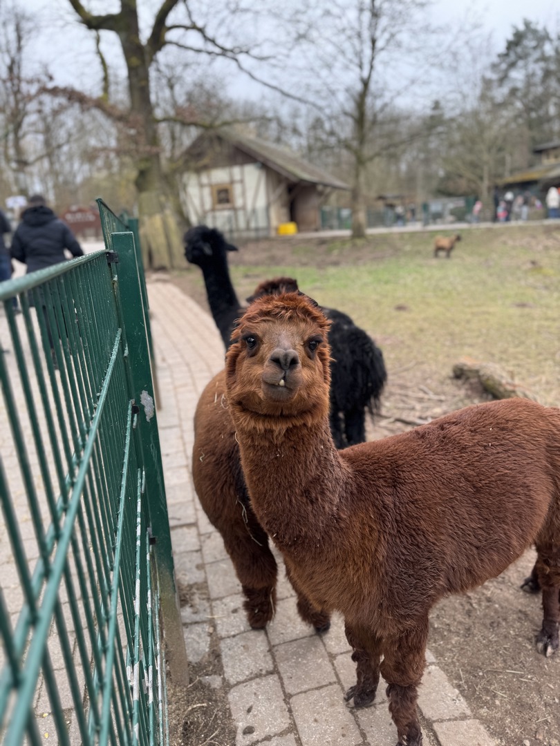 Wildpark Pforzheim - Galeriebild 18