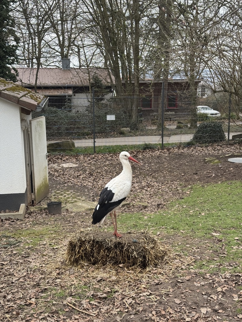 Wildpark Pforzheim - Galeriebild 3
