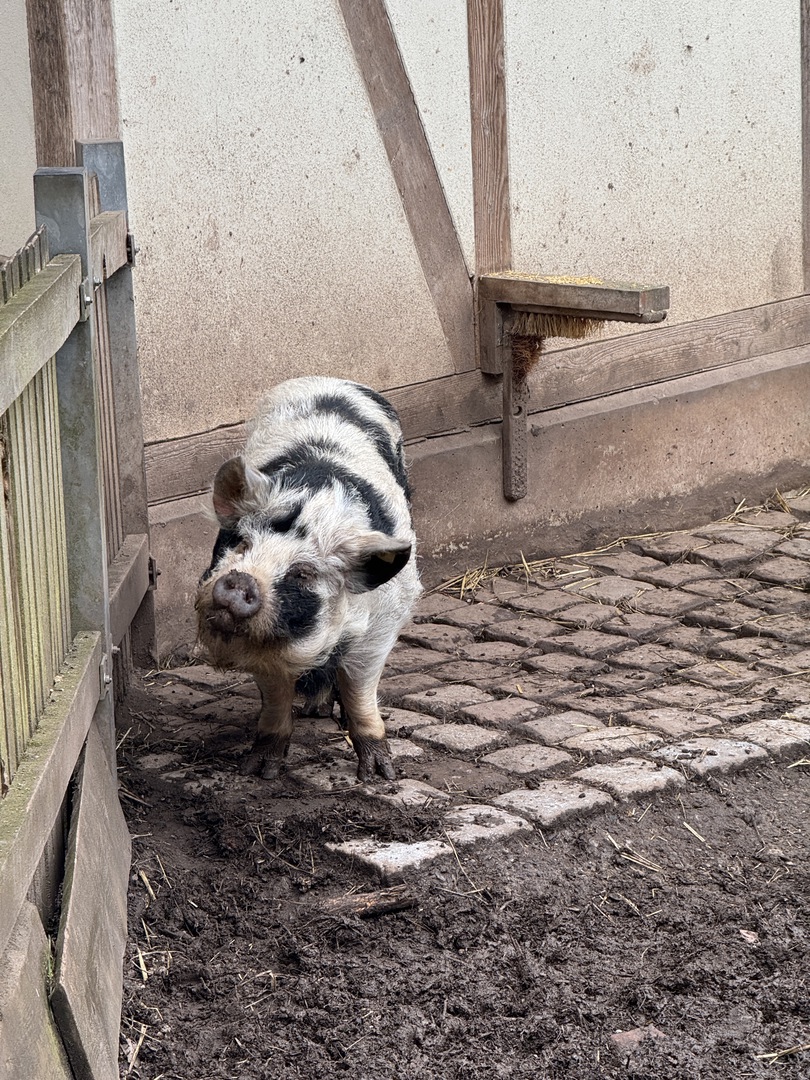 Wildpark Pforzheim - Galeriebild 4