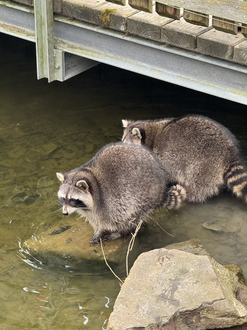 Wildpark Pforzheim - Galeriebild 9