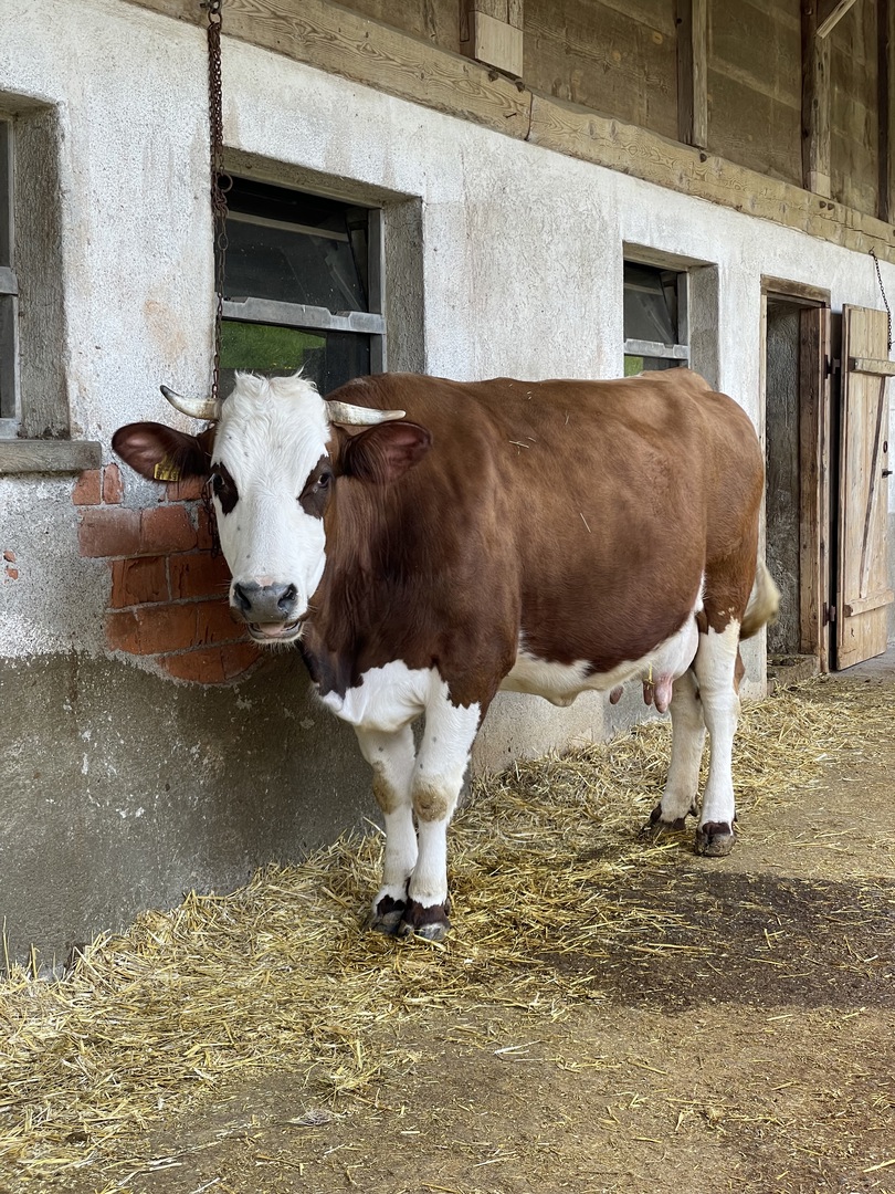 Schwarzwälder Freilichtmuseum Vogtsbauernhof Gutach - Galeriebild 6