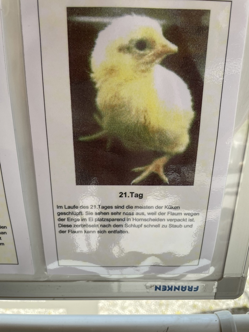 Schwarzwälder Freilichtmuseum Vogtsbauernhof Gutach - Galeriebild 8