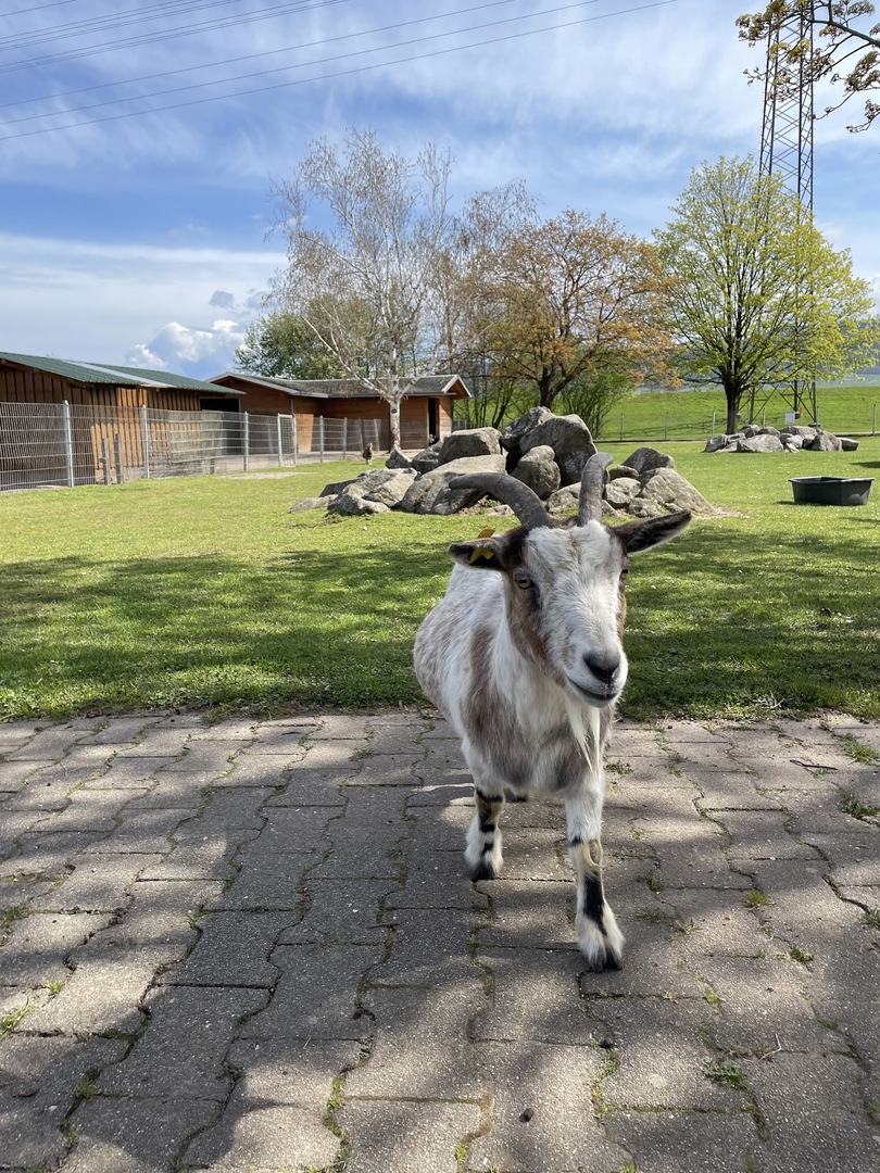 Gifiz-See Offenburg mit Tiergehege un Wasserspielplatz - Galeriebild 11