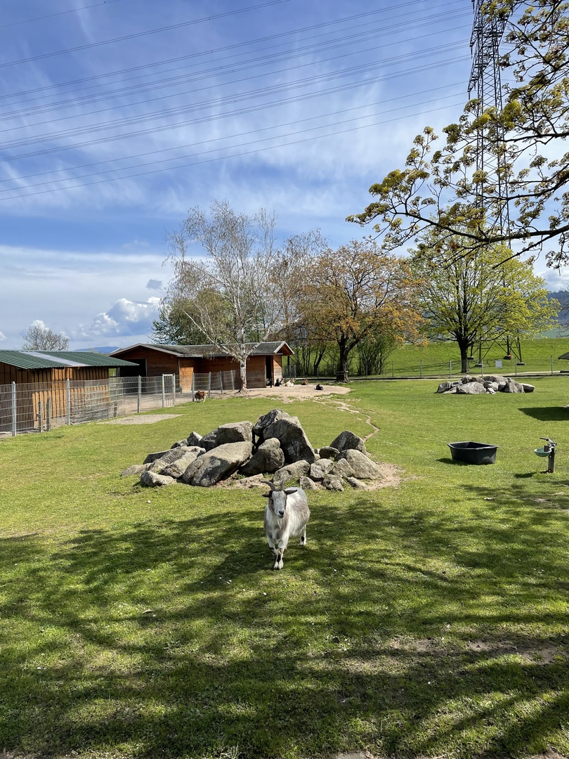 Gifiz-See Offenburg mit Tiergehege un Wasserspielplatz - Galeriebild 12