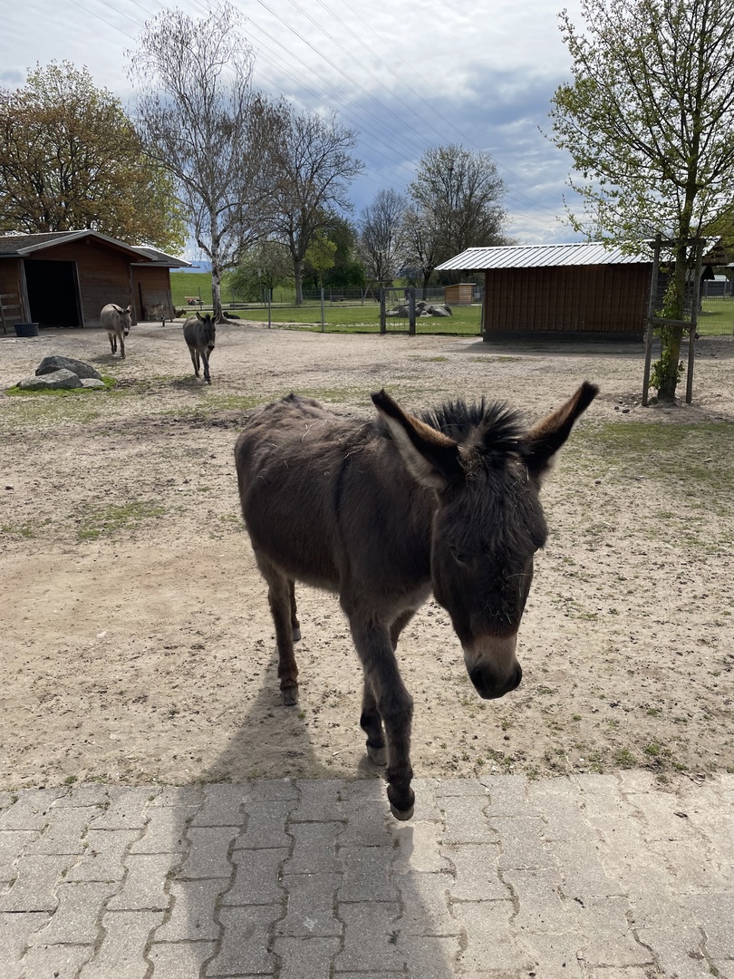 Gifiz-See Offenburg mit Tiergehege un Wasserspielplatz - Galeriebild 5